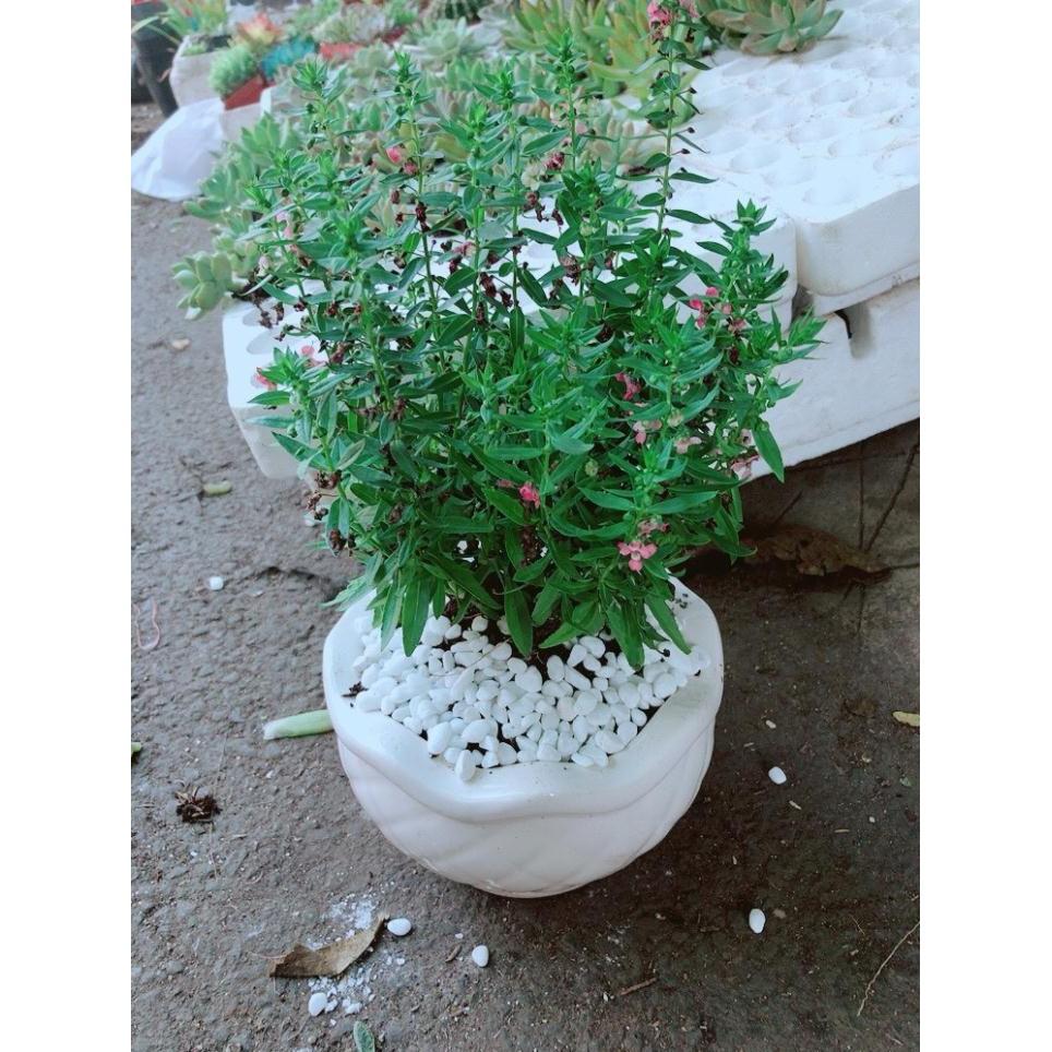 Chậu cây hoa lưu ly Bán Chạy