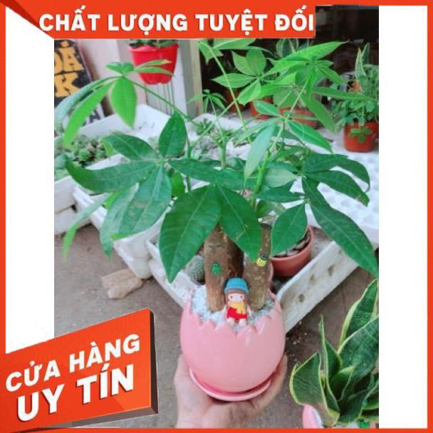 Chậu kim ngân ba thân mix cô bé mùa đông