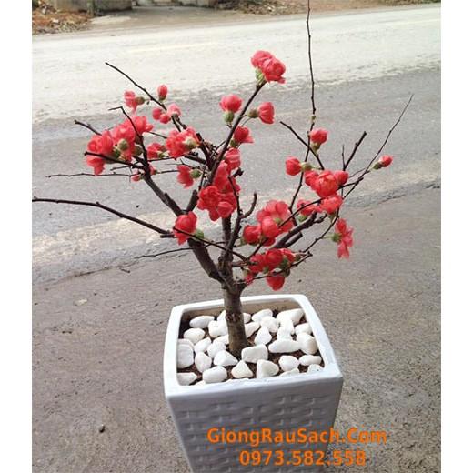 Sỏi Trắng Trang Trí Cây Cảnh Sân Vườn Bể Cá Cảnh