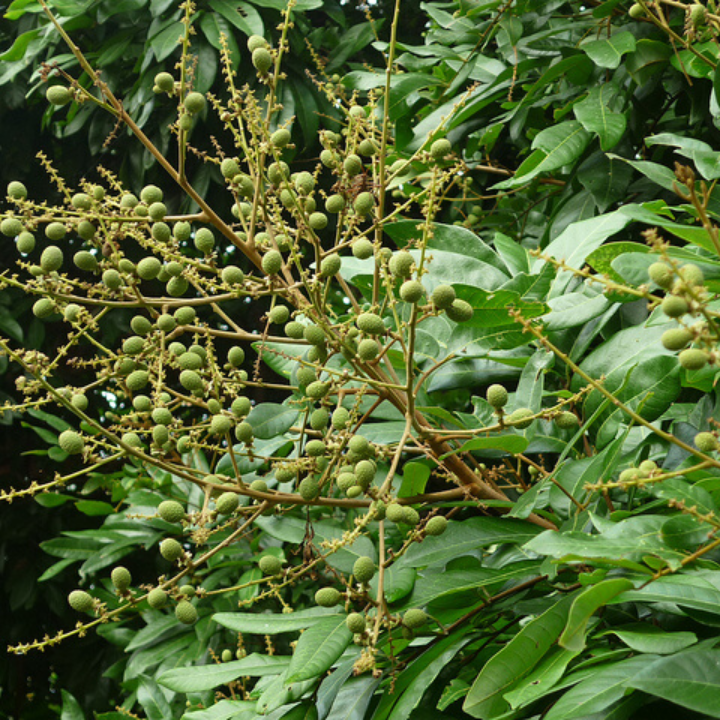 Cây giống nhãn tiêu siêu sai