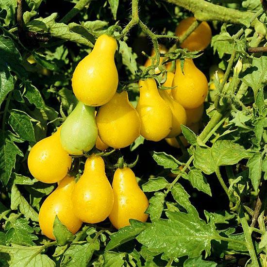Hạt giống cà chua quả trái lê vàng - 30 hạt/gói