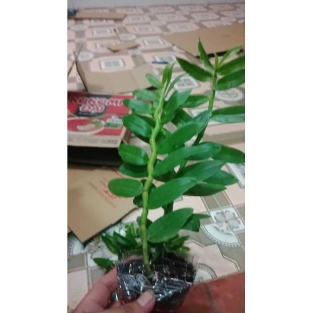 Kie PHi điệp 5ct cây giống dài 20cm liên hệ ngay để xem video chi tiết