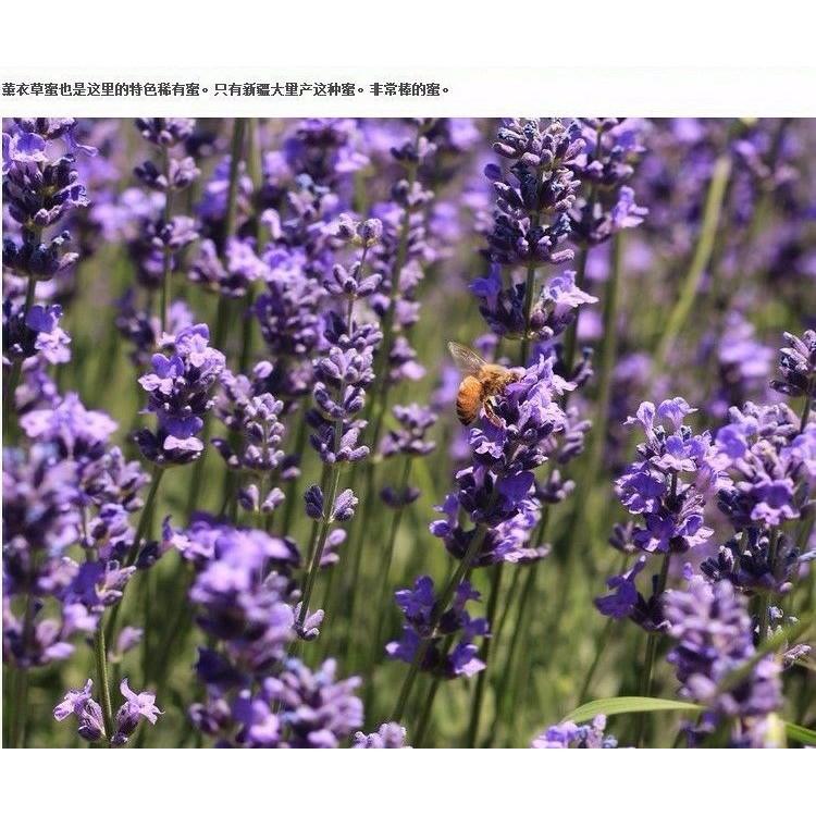 Túi Thơm Hoa Oải Hương Lavender Handmade Treo Tủ, Xe Hơi, Bỏ TRong Phòng, Balo, Túi Xách Giúp Khử Mùi