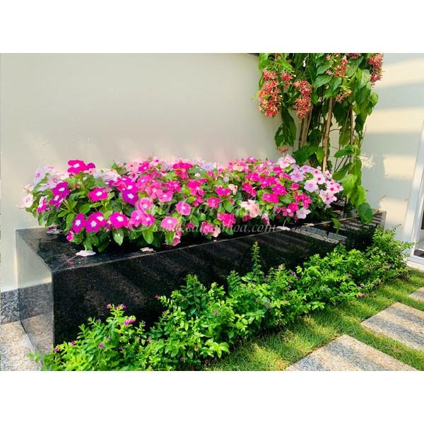 Hạt Giống Hoa Dừa Cạn Đứng Mix Màu KNS3596 - Gói 50 hạt
