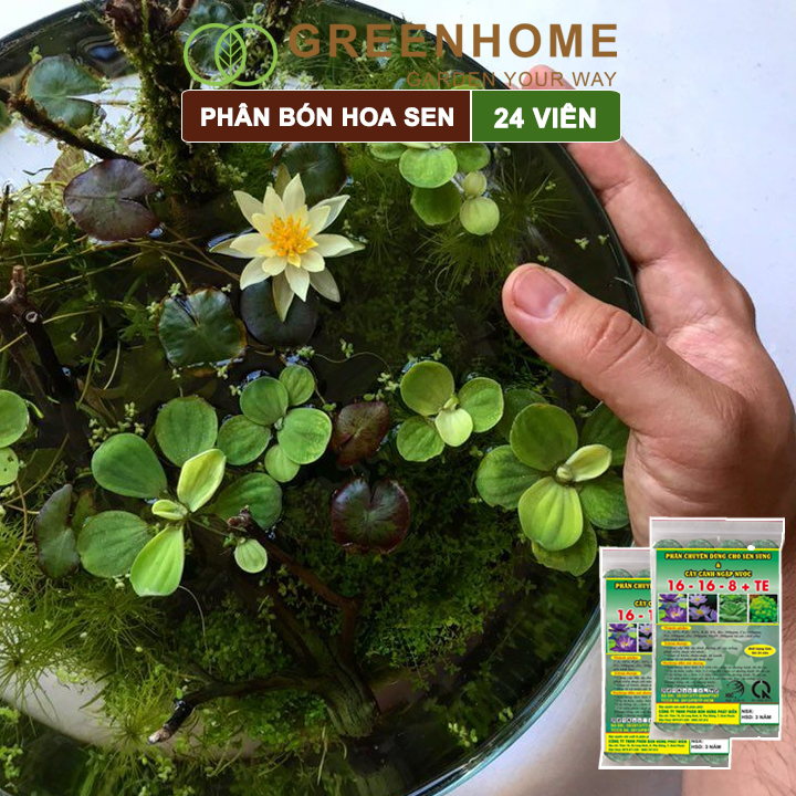 Phân bón hoa Sen, vỉ 24 viên, cây thuỷ sinh, ngập nước, cho hoa to, hoa đậm màu, lâu tàn, tốt lá |Greenhome