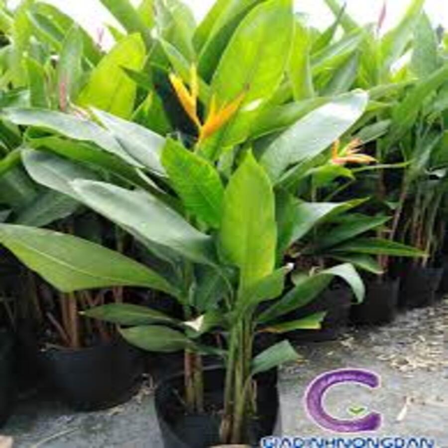 Chuối Thiên Điểu 02 cây Loại 01