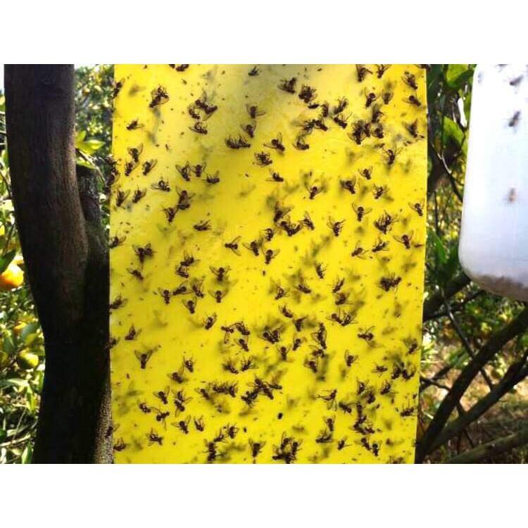 Miếng dán ruồi vàng Tia Chớp An Phát kèm 1 dây buộc