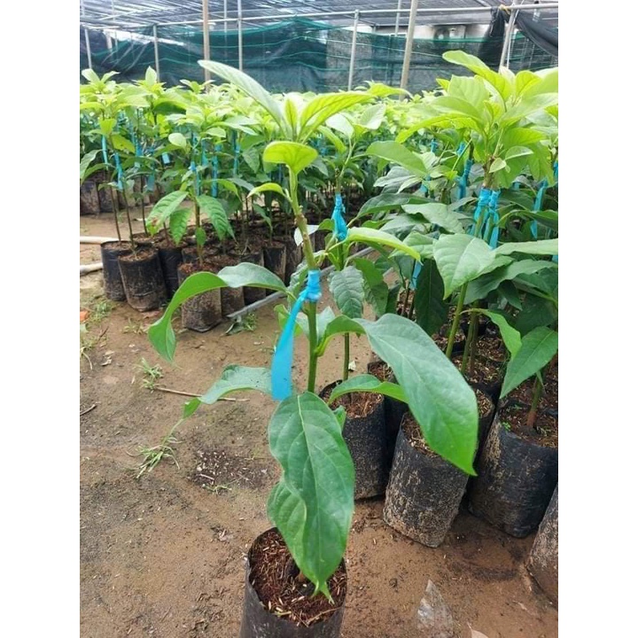 Giống bơ Thành Bích trái to khổng lồ nhất hiện nay