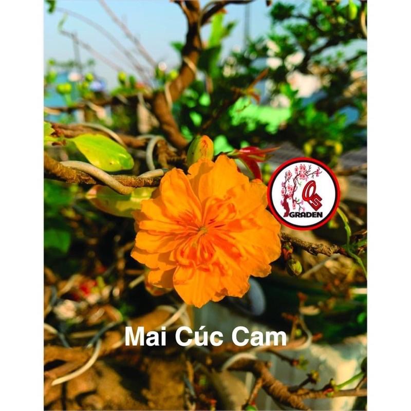 Cây giống cúc mai giống mới nhiều màu cây gửi như hình 2