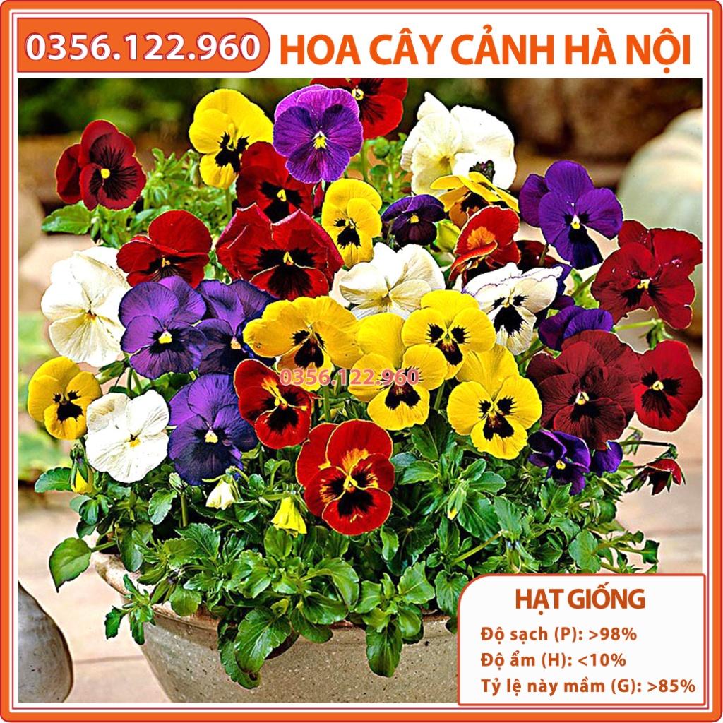 Hạt giống hoa pansy - gói 100 hạt - nảy mầm tốt, nở hoa đồng đều - Shop hoa cây cảnh Hà Nội