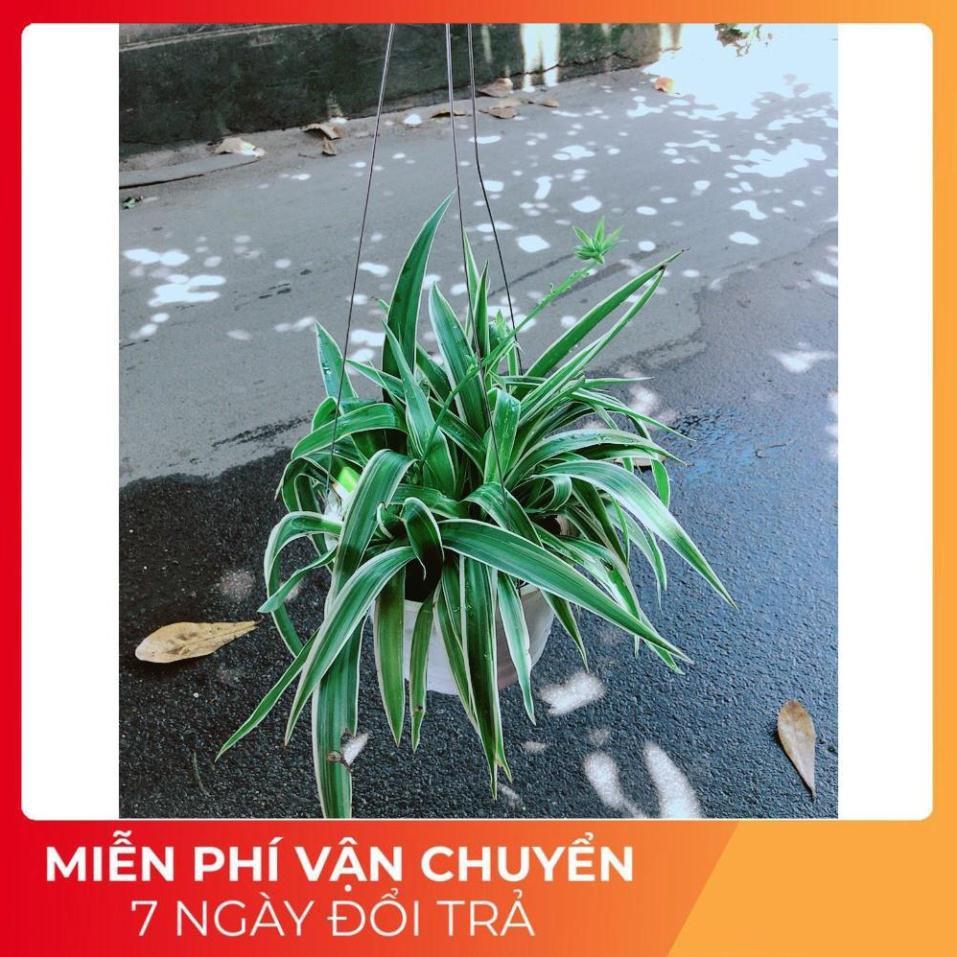 Chậu Lan Chi
