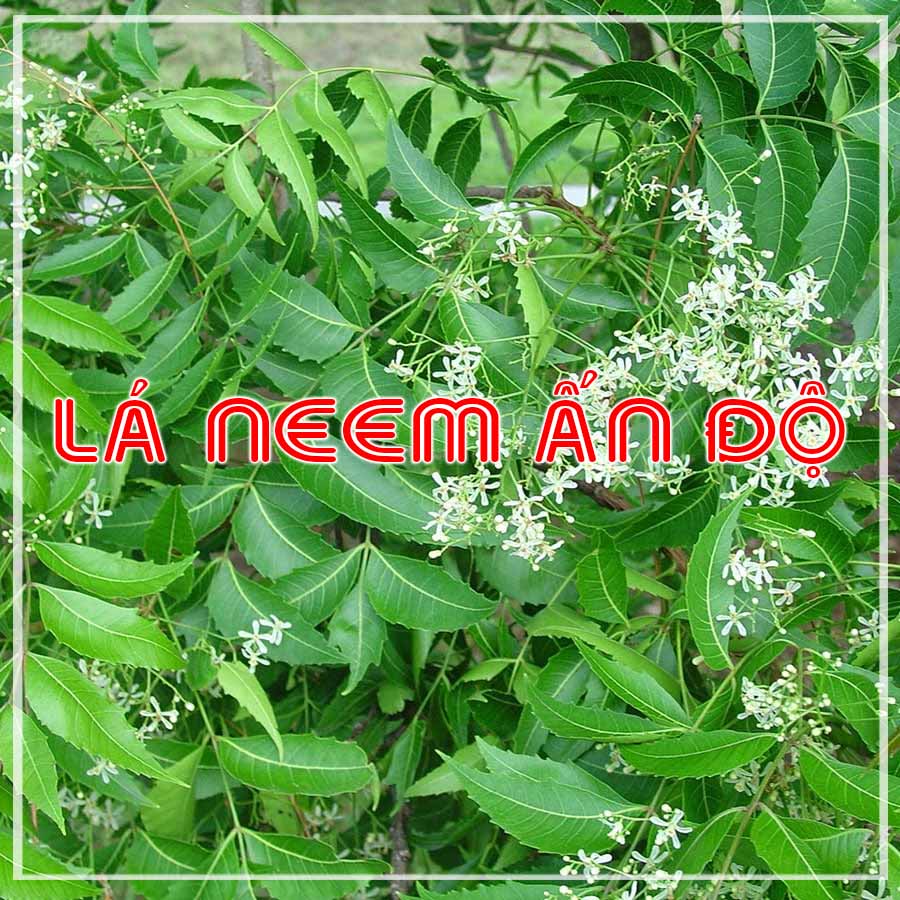 Lá neem ấn độ khô sạch đóng gói 500gram