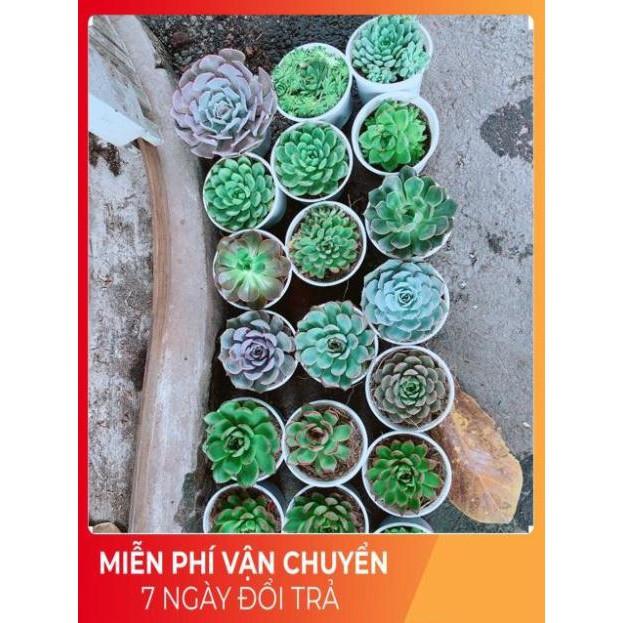 Sen Đá Size Trung 45k