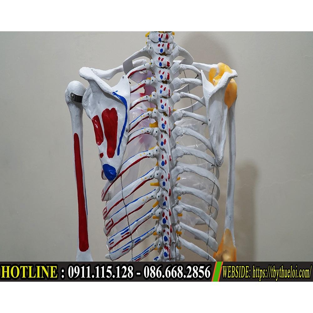 Mô Hình Xương Người Cao 1m70 - Chất liệu ABS cao cấp