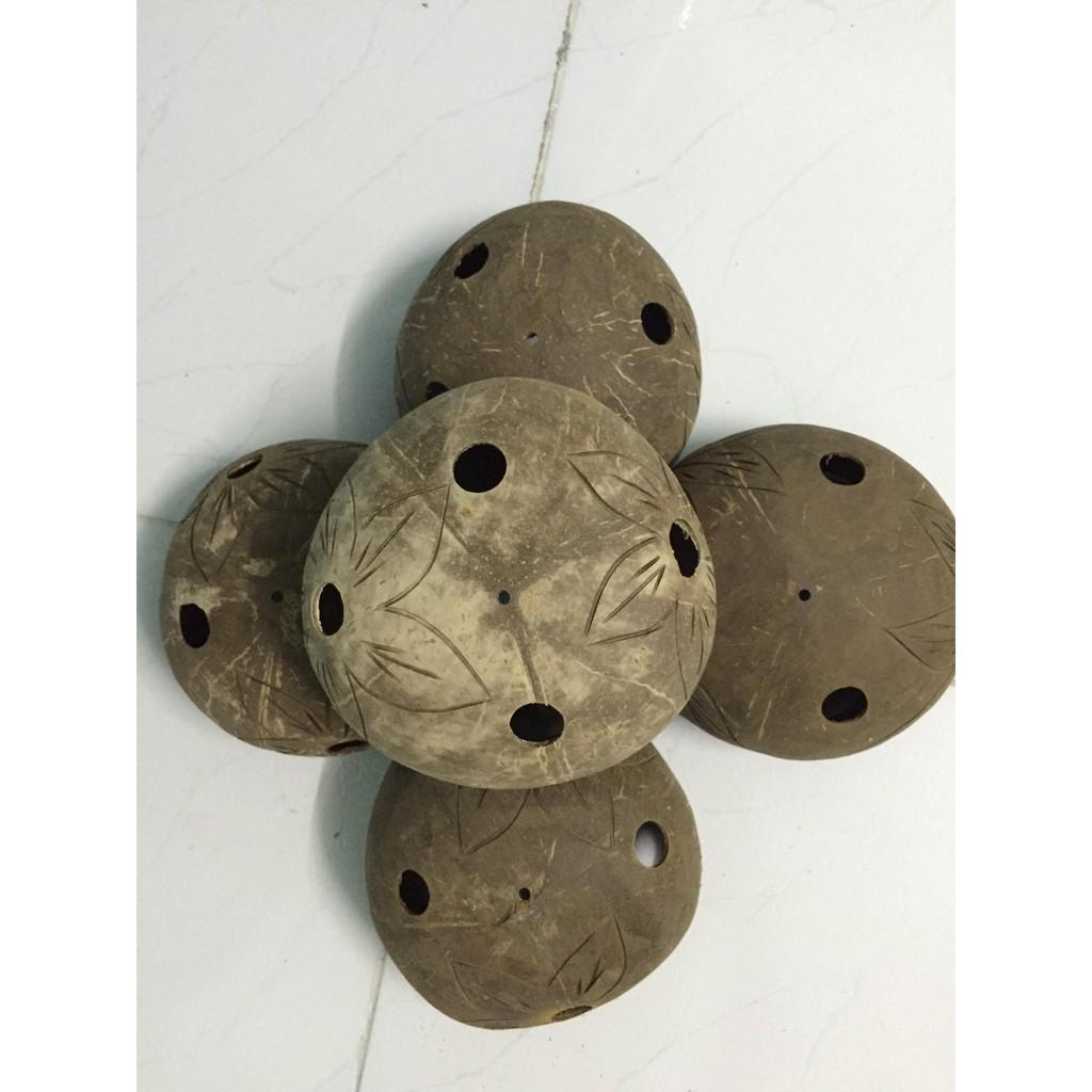 Combo 05 chậu gáo dừa đường kính 12 cm