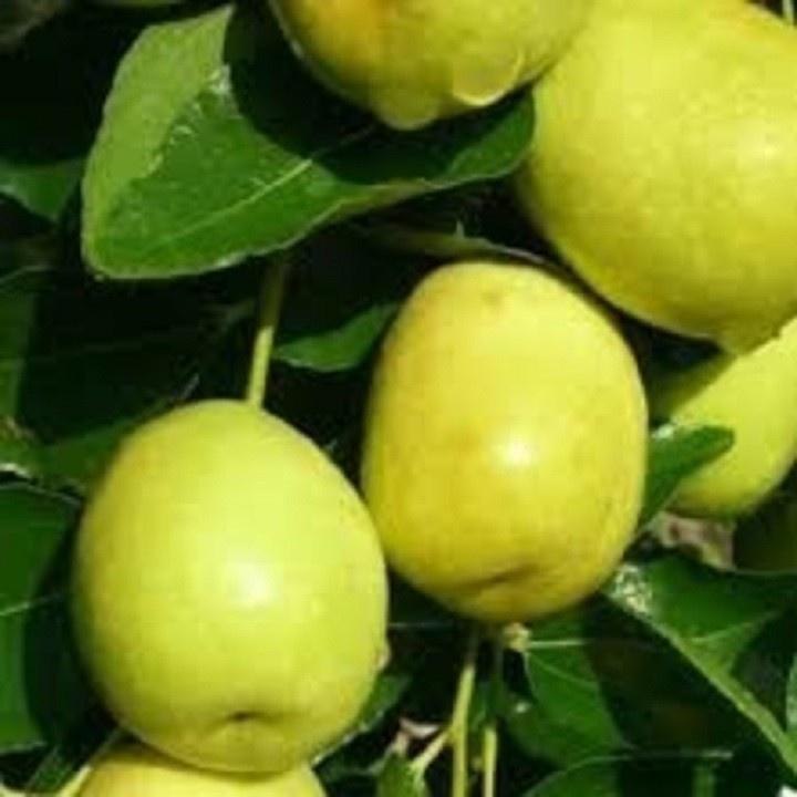 Cây giống TÁO chua năng suất cao