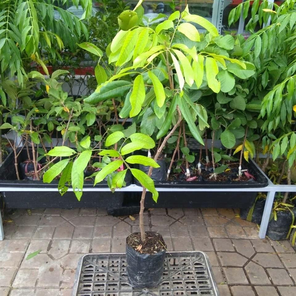 Cây giống Nhãn hạt lép, giống cây nhập khẩu thế hệ mới, quả to, mọng nước, cây giống khỏe, ít sâu bệnh