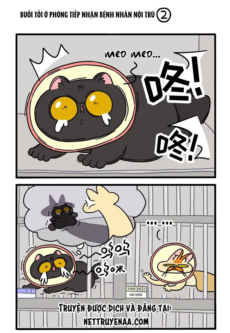 a mãn và mạch trà chapter 19 3