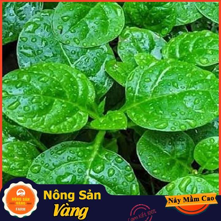 Hạt giống Mồng Tơi Xanh - Nông Sản Vàng