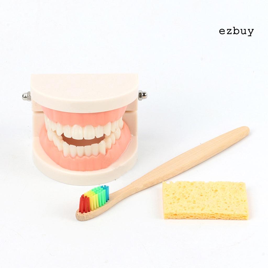 EY-1 Set Tooth Model Sturdy Structure High Simulated Reusable Dental Teaching Tooth Toothbrush Model for Child