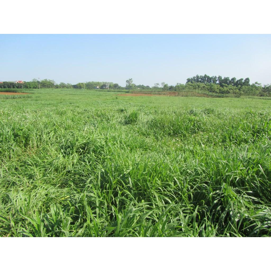 Hạt giống cỏ Ruzi - Cỏ chịu dẫm đạp