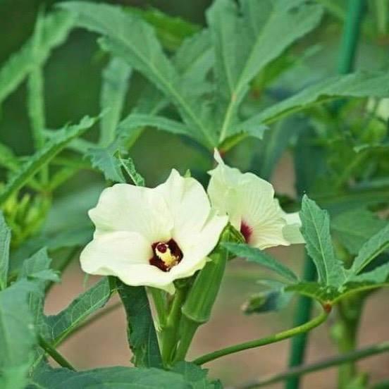 Hạt giống Đậu bắp giống khỏe tỉ lệ nảy mầm cao