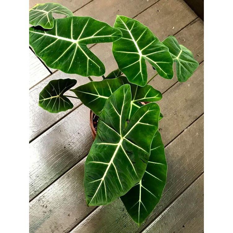 Môn Nhung Frydek ( Alocasia Frydek ) - Cây cảnh để bàn