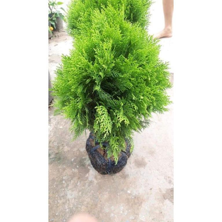 Sản phẩm TÙNG BÁCH DIỆP