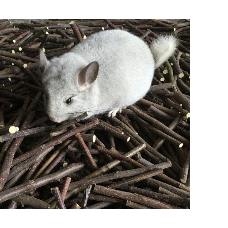 Cành táo khô mài răng cho hamster
