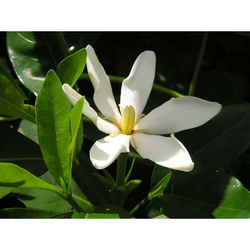Hoa bạch thiên hương hoa thơm nức - cây size to