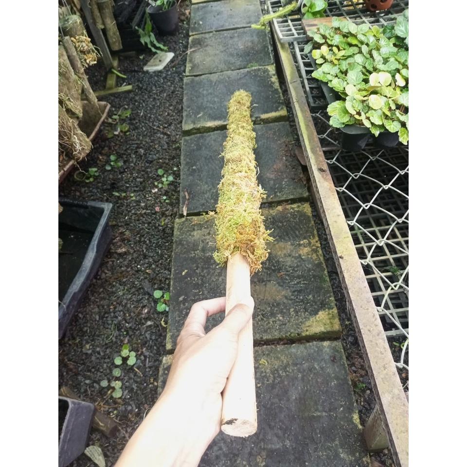 Trụ sơ Rêu 130cm,k.mãi nẹp giữ cây. Đã giặt rêu+khử trùng, thích hợp trồng cây dây leo