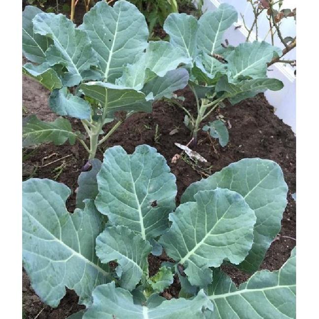Hạt giống rau cải làn - 1 gói 5gram