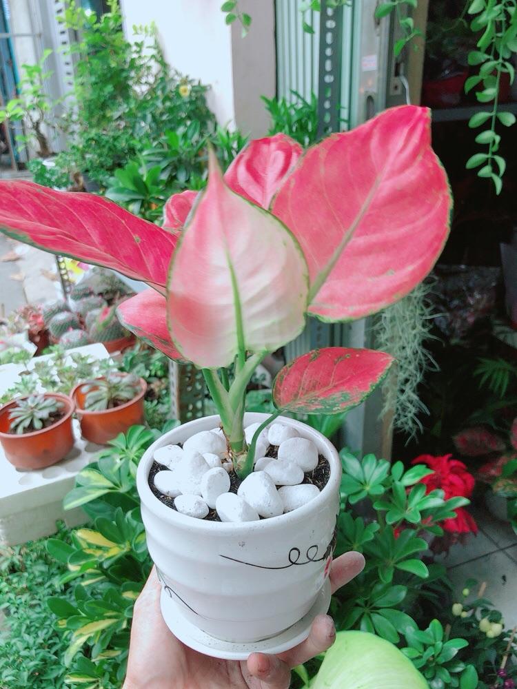 Chậu Cây Vạn Lộc Hồng