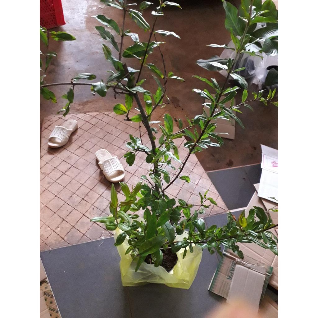 CÂY GIỐNG LỰU ĐỎ PÊ RU .