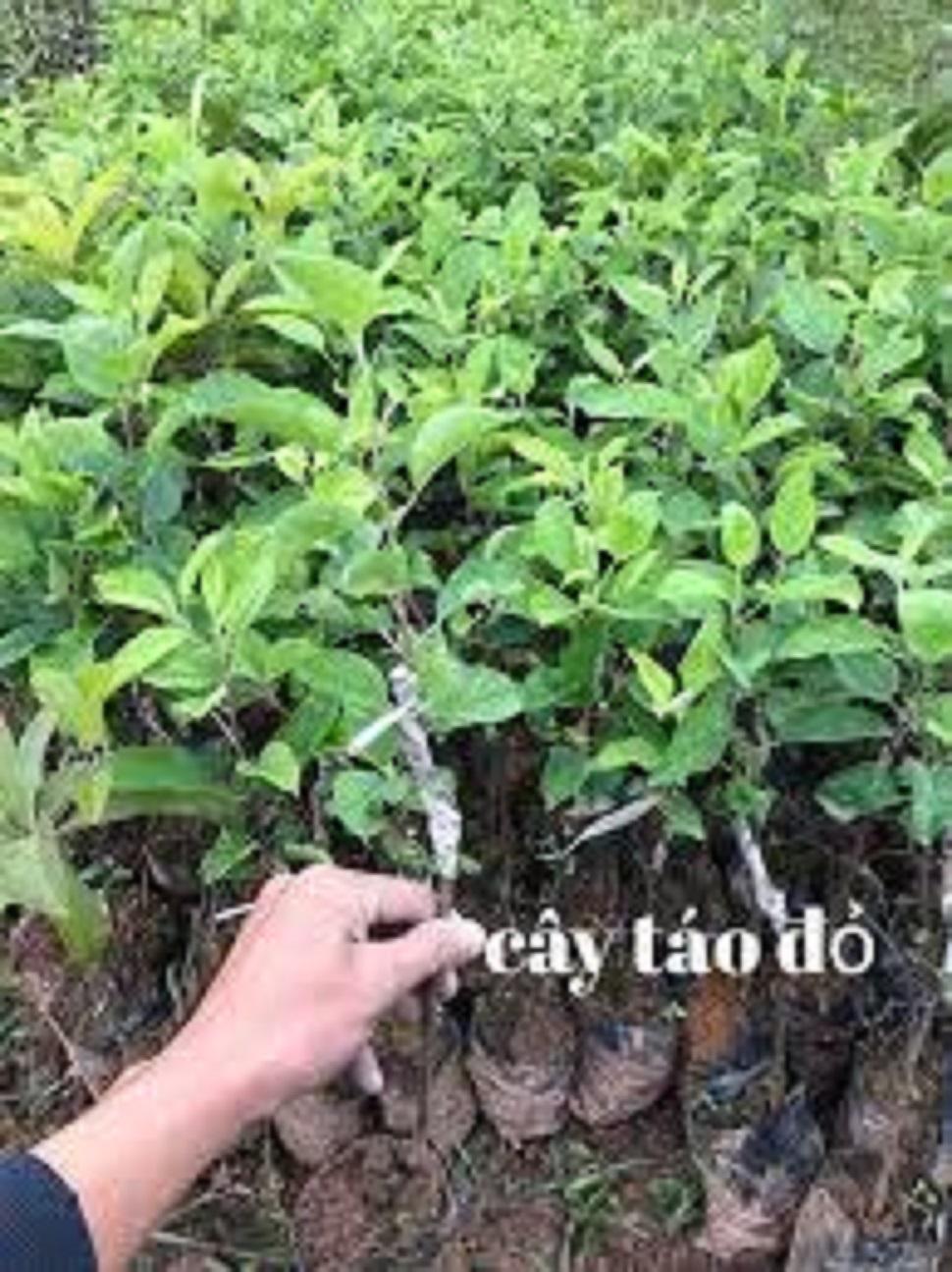 Cây táo đỏ hÀN QUỐC, cây đẹp chuẩn giống cây giống F1