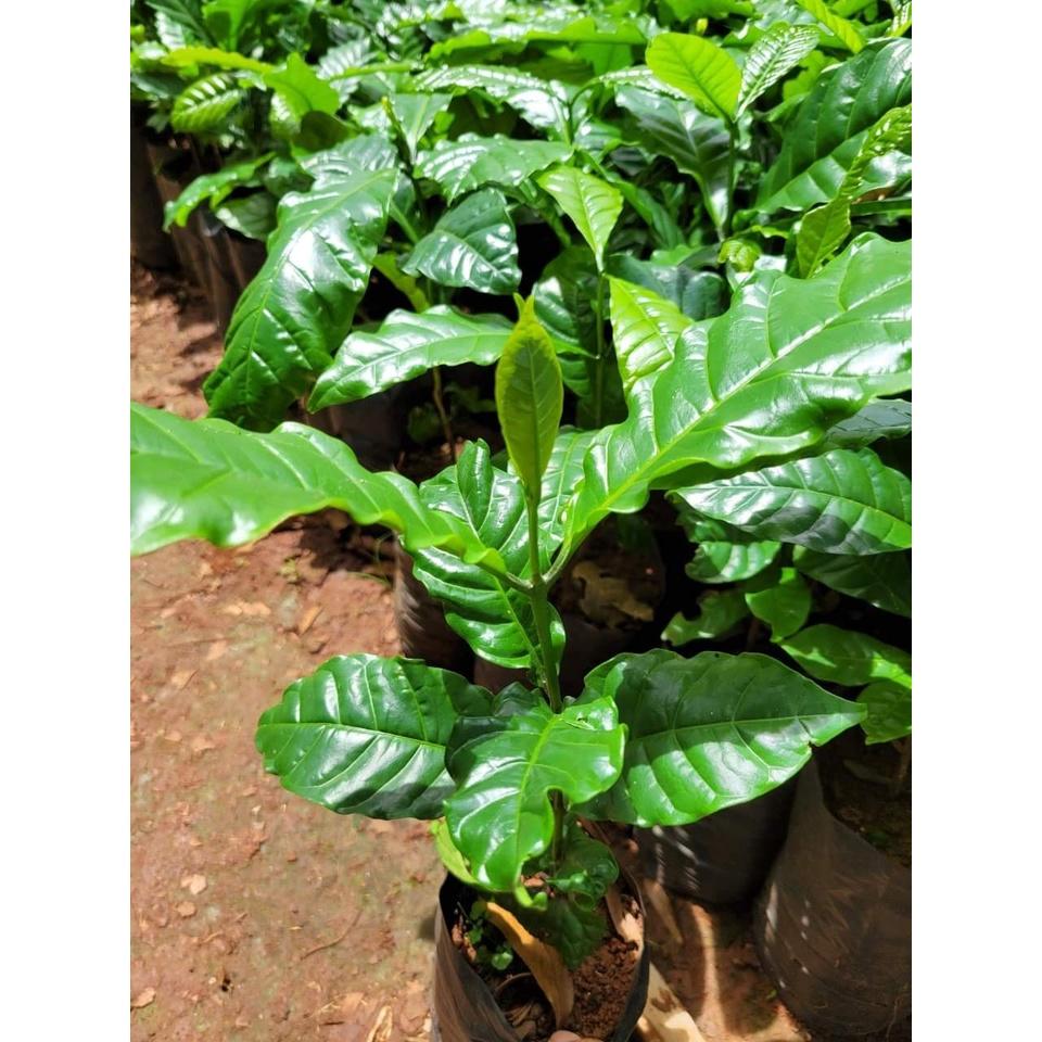 Cây Cà Phê giống Arabica.