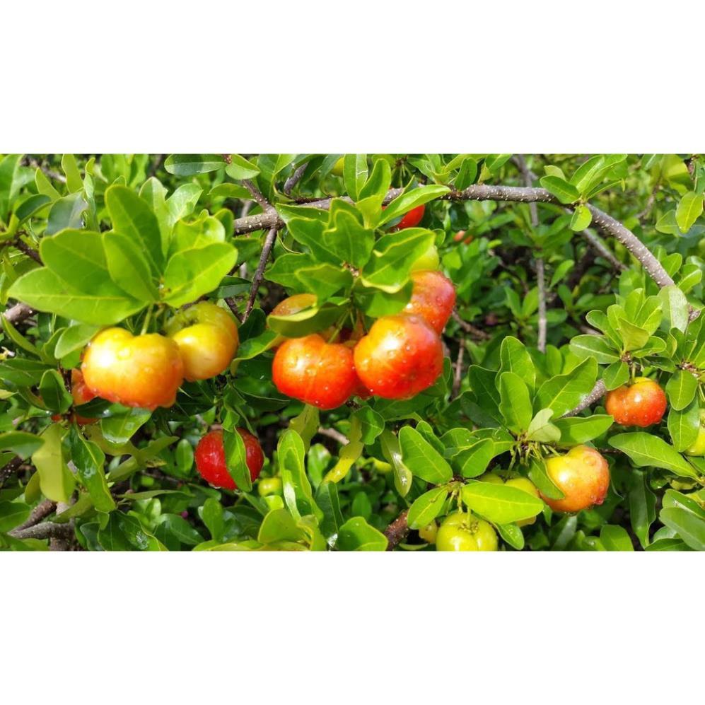 CÂY GIỐNG CÂY SƠ RI THÁI TRÁI NGỌT, SIÊU QUẢ, CAM KÉT CHUẨN GIỐNG F1