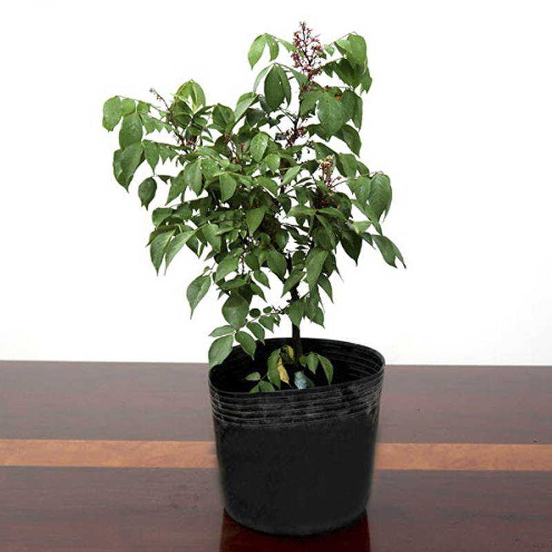 50 Chậu C13 LỚN 36x30cm nhựa PE dẻo trồng cây bền trên 10 năm-77116