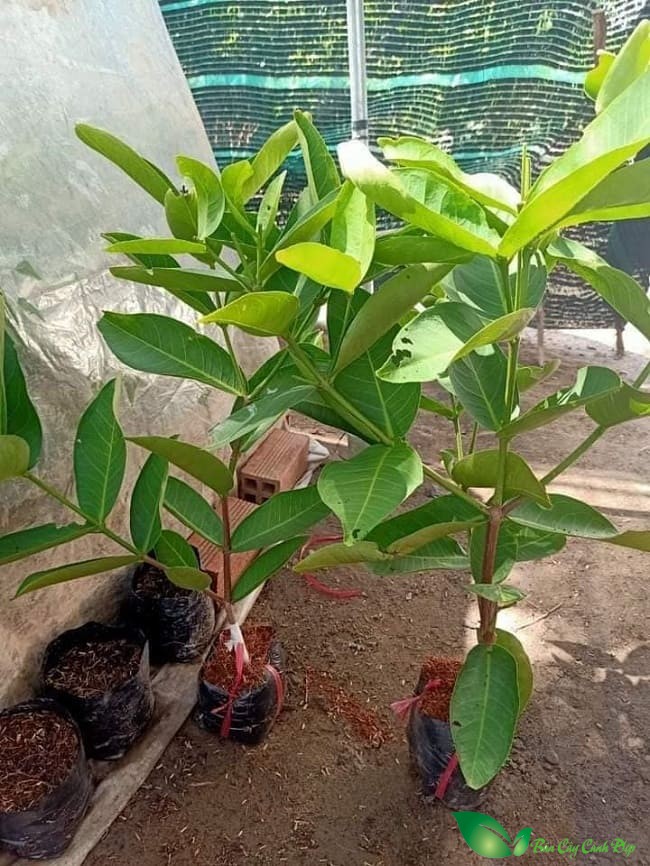 CÂY GIỐNG MẬN XANH ĐƯỜNG