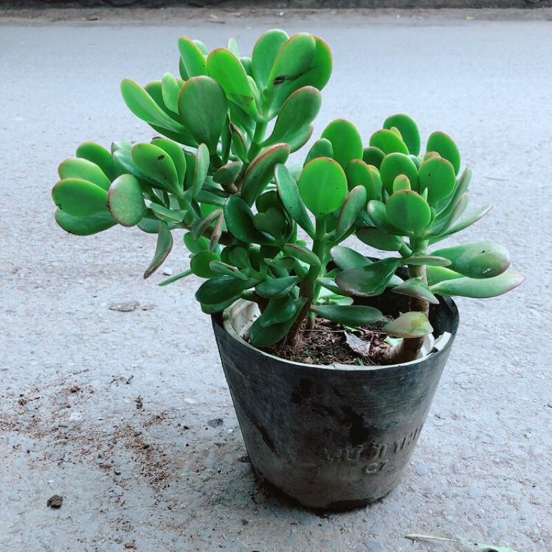 Cây Ngọc Bích Hợp Phong Thuỷ