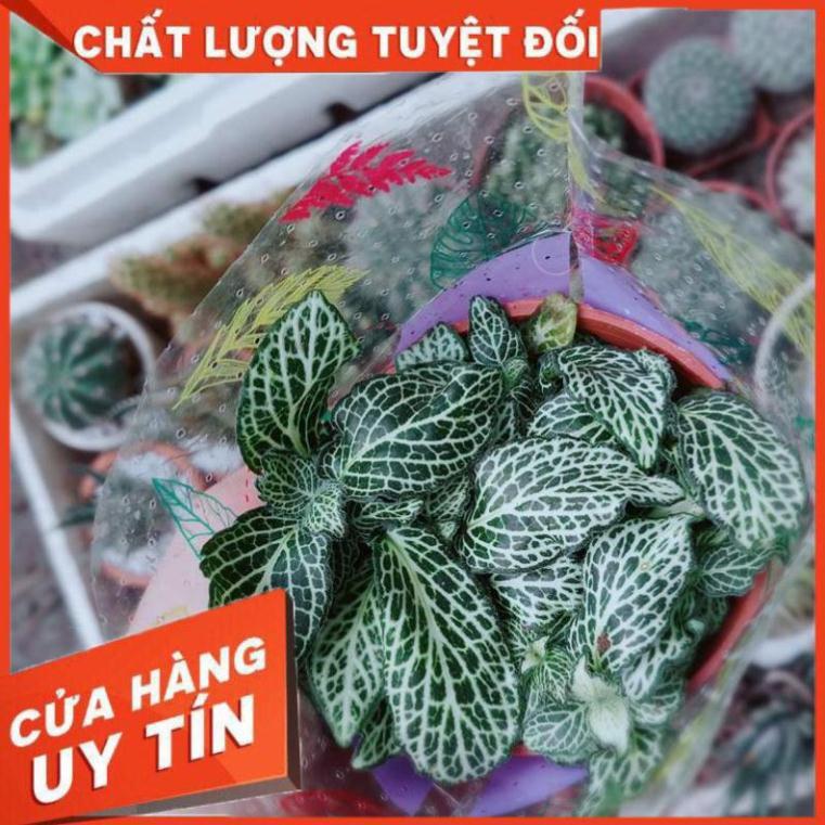 Lá cẩm nhung hay lá may mắn Nhiều Người Mua