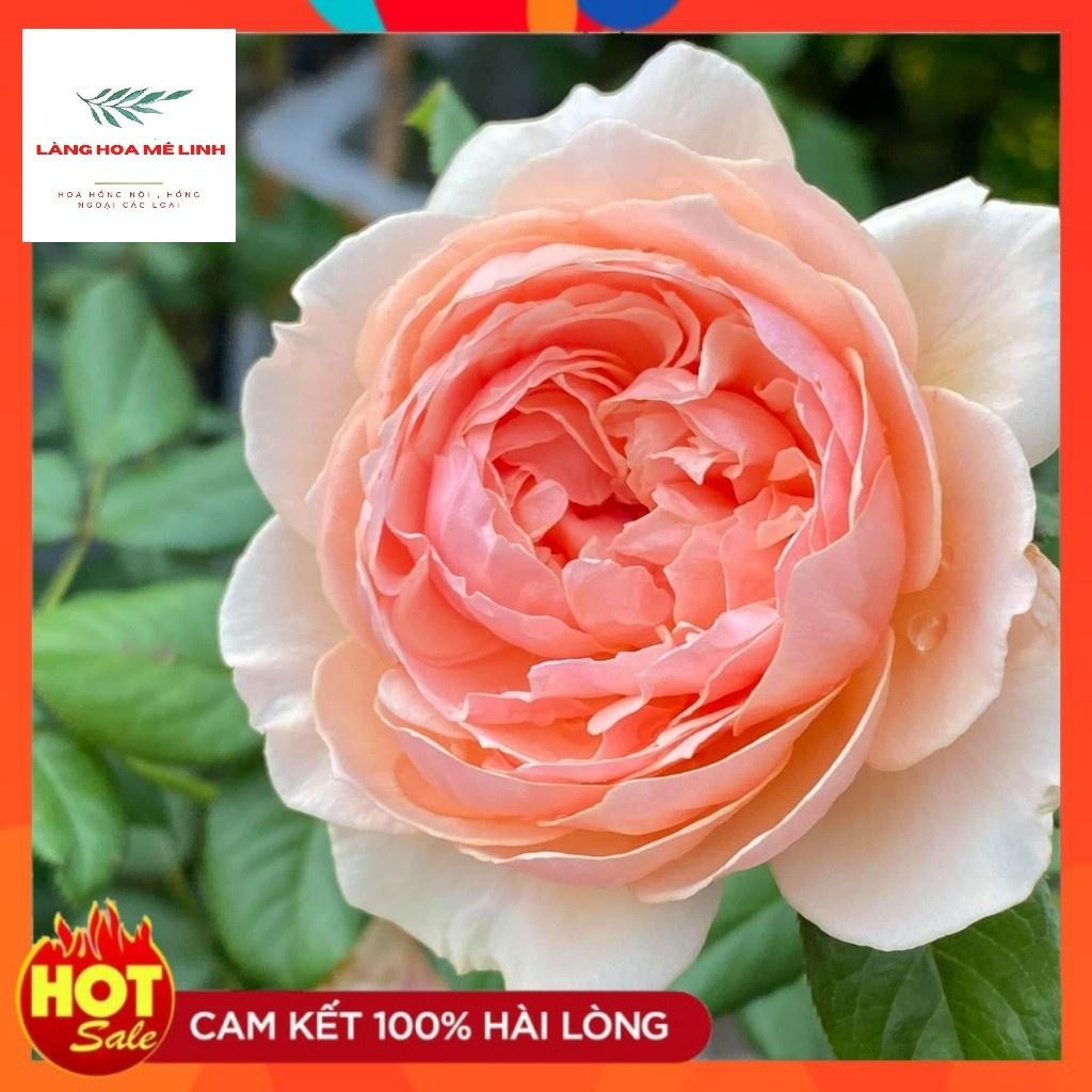 Hoa hồng ngoại Masora rose Hoa đẹp thơm-cây to trưởng thành