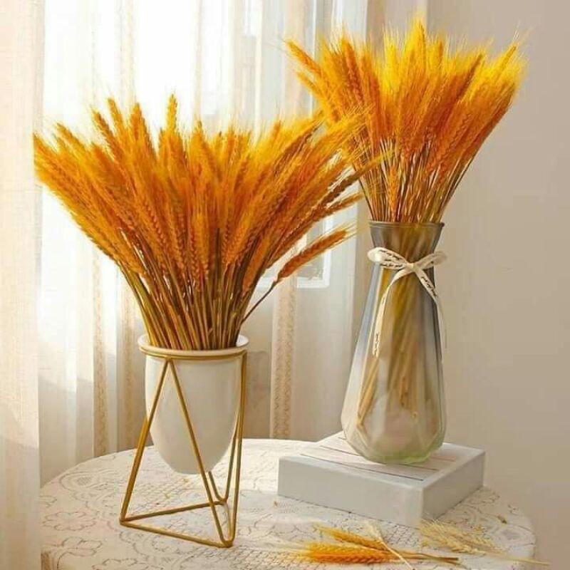 Bó Hoa 100 Bông Lúa Mạch Khô Decor Trang Trí