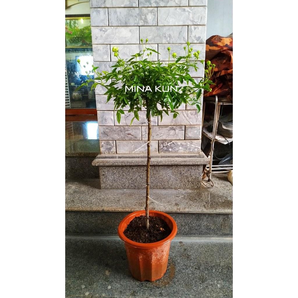 Hồng trứng Xanh thân gỗ dáng tree