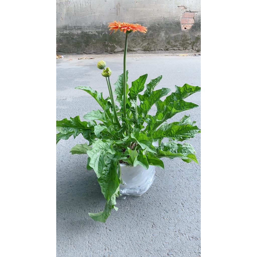 Cây Hoa Đồng Tiền Size Lớn