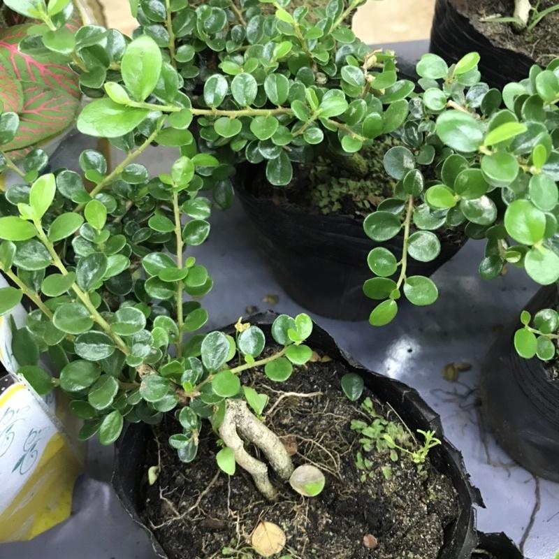 Cây bonsai mini dùng set up bể Terrarium