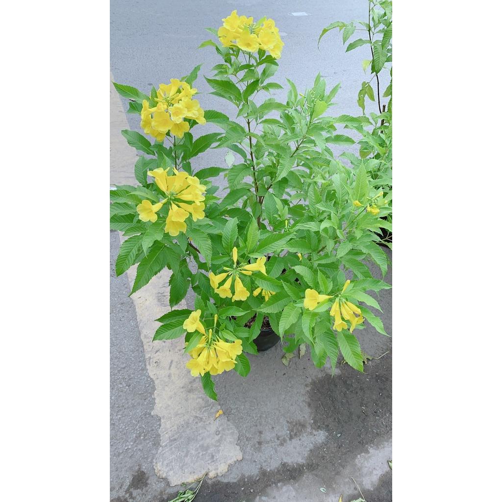 Cây Chuông Vàng