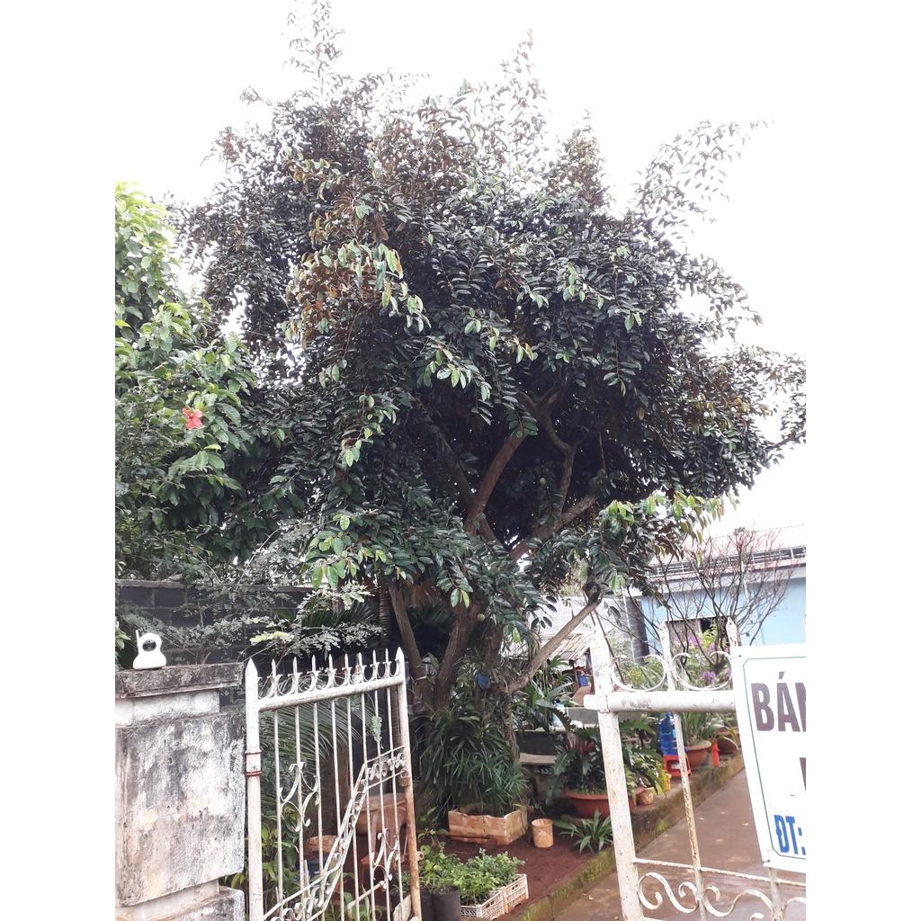 Cây giống Vú Sữa lò rèn