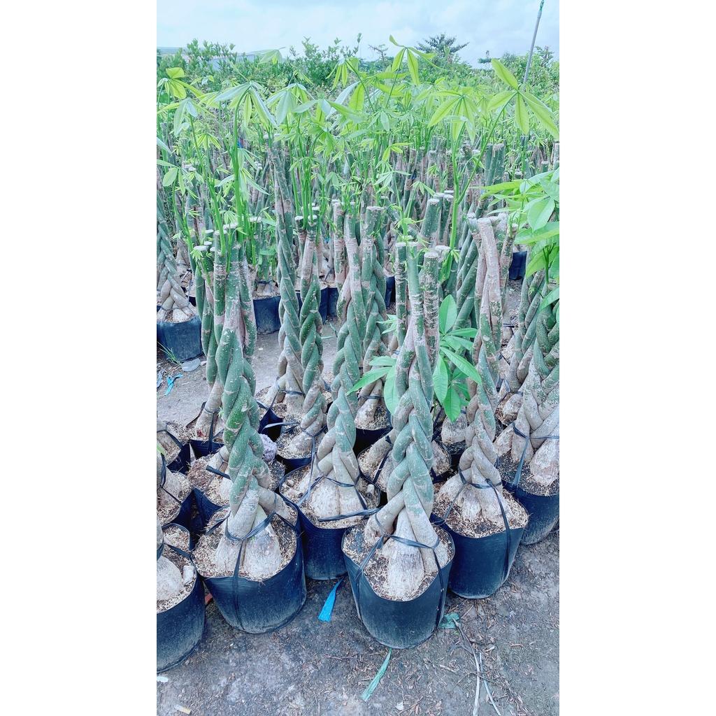 Cây Kim Ngân Thắt Bính Lớn