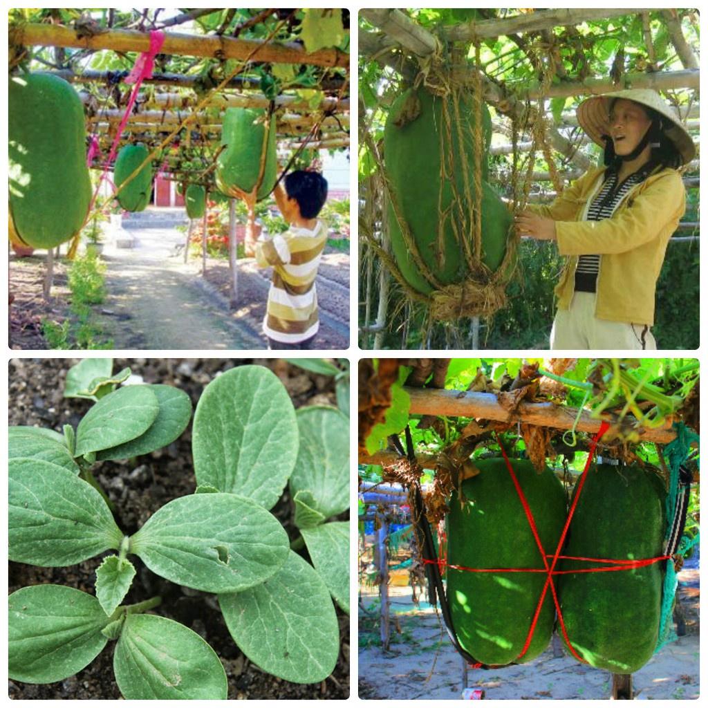 Combo 2 gói Hạt Giống Bí Đao Khổng Lồ- Gói 5 hạt-tặng kèm gói phân bón lót